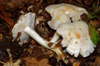 Tricholoma_pseudoalbum IMG_0217_DxOarticle